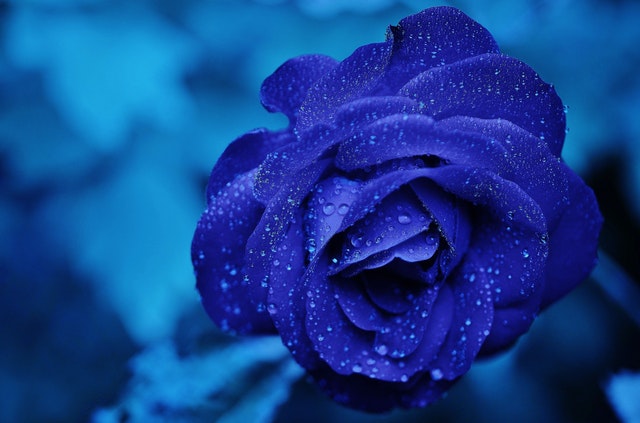 january-blues-rose-blue